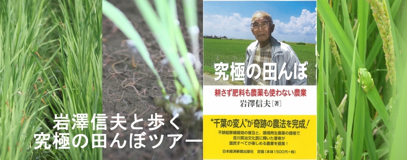 トンボ、イトミミズ、究極の田んぼ、アマガエル